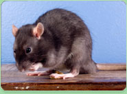rat control Hastings